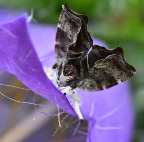 Réf. 326 961 : Choreutis nemorana